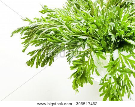 Sagebrush On White Wooden Background. Shallow Dof.
