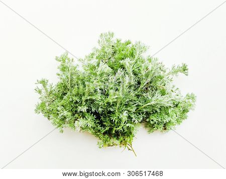 Sagebrush On White Wooden Background. Shallow Dof.
