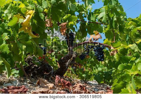 Organic 'mali Plavac' Grapes In Local Vineyard,trstenik Village, Peljesac Peninsula, Dalmatia, Croat