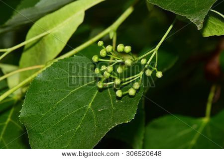 Close-up Of Spring And Young Tilia Platyphyllos Linden Buds In Green Leaves Growing In The Foothills