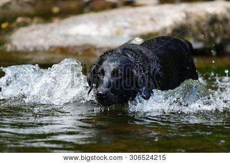 Portrait Of A Wet Black Labrador Retriever Jumping Into A River
