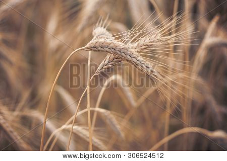 Spelt (triticum Spelta). Cereal. Grain Crop, Species Of The Genus Corn (triticum).