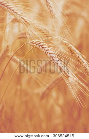 Spelt (triticum Spelta). Cereal. Grain Crop, Species Of The Genus Corn (triticum).