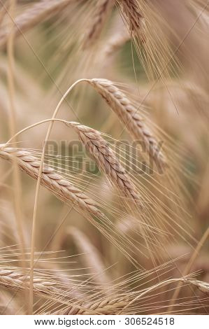 Spelt (triticum Spelta). Cereal. Grain Crop, Species Of The Genus Corn (triticum).