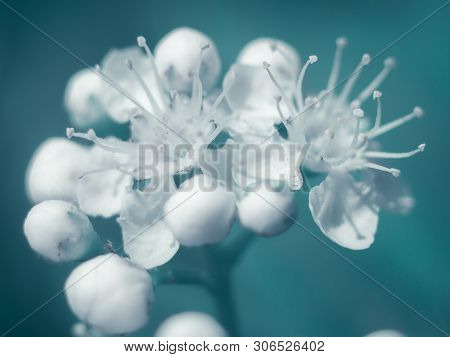 Macrophotography Of The Apple Blossom. The Concept Of Tenderness And Beauty. Its Spring.