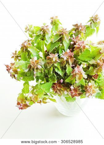 Black Horehound On White