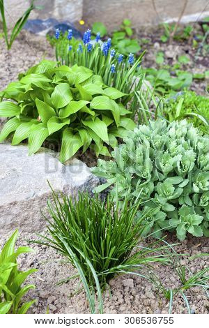 Young Decorative Plants Of Hosta Lancifolia, Sedum And Ornithogalum On Flower Bed In Spring Garden