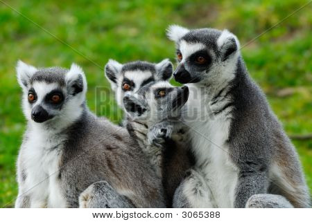 Famille de lémur catta
