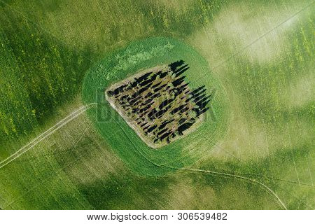 Aerial View Of The Tuscany Cypress Landscape In Springtime
