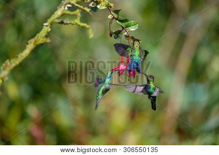 Blue Hummingbird Violet Sabrewing Flying Next To Beautiful Red Flower. Tinny Bird Fly In Jungle. Wil