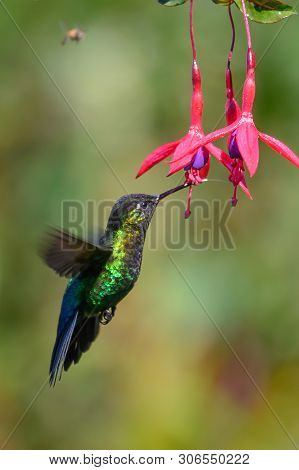 Blue Hummingbird Violet Sabrewing Flying Next To Beautiful Red Flower. Tinny Bird Fly In Jungle. Wil