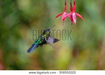 Blue Hummingbird Violet Sabrewing Flying Next To Beautiful Red Flower. Tinny Bird Fly In Jungle. Wil