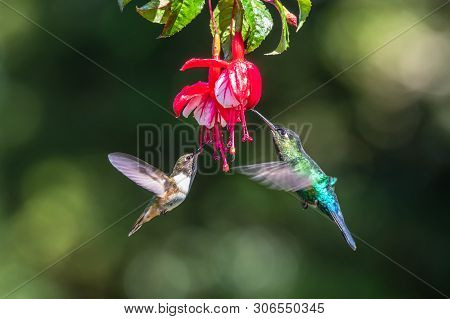 Blue Hummingbird Violet Sabrewing Flying Next To Beautiful Red Flower. Tinny Bird Fly In Jungle. Wil