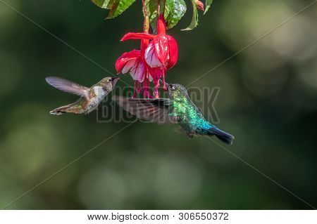 Blue Hummingbird Violet Sabrewing Flying Next To Beautiful Red Flower. Tinny Bird Fly In Jungle. Wil