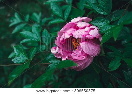 Springtime Concept. Pink Peony In The Garden. Emplate For Design Of Wedding Invitations, Holiday Gre
