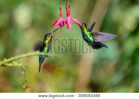 Blue Hummingbird Violet Sabrewing Flying Next To Beautiful Red Flower. Tinny Bird Fly In Jungle. Wil
