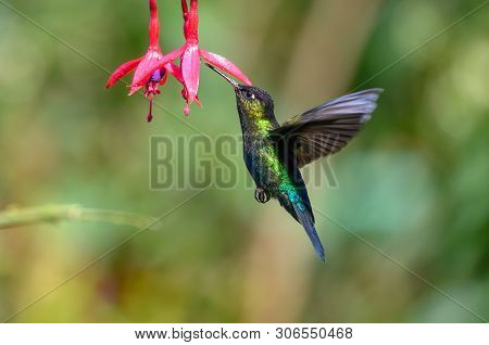Blue Hummingbird Violet Sabrewing Flying Next To Beautiful Red Flower. Tinny Bird Fly In Jungle. Wil