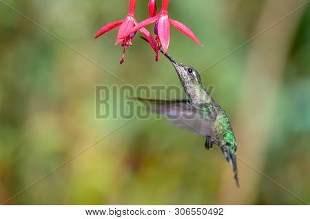 Blue Hummingbird Violet Sabrewing Flying Next To Beautiful Red Flower. Tinny Bird Fly In Jungle. Wil