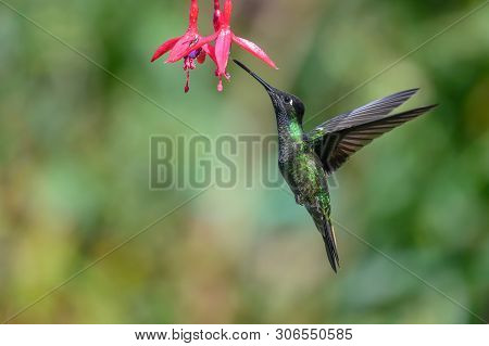 Blue Hummingbird Violet Sabrewing Flying Next To Beautiful Red Flower. Tinny Bird Fly In Jungle. Wil