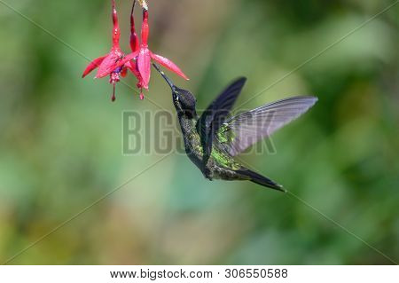 Blue Hummingbird Violet Sabrewing Flying Next To Beautiful Red Flower. Tinny Bird Fly In Jungle. Wil