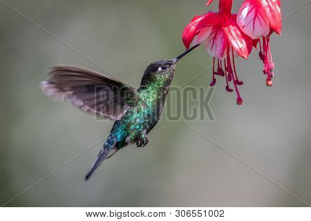 Blue Hummingbird Violet Sabrewing Flying Next To Beautiful Red Flower. Tinny Bird Fly In Jungle. Wil