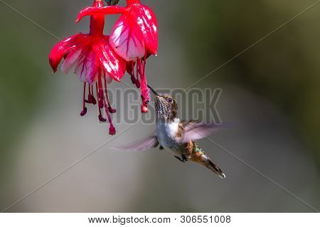Blue Hummingbird Violet Sabrewing Flying Next To Beautiful Red Flower. Tinny Bird Fly In Jungle. Wil