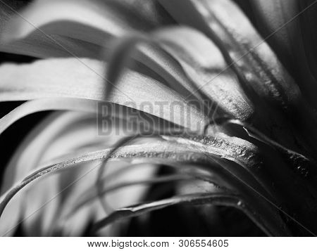 Part Of A Flower Blooming Cactus Echinopsis Obrepanda Black And White. Close Up. Back View
