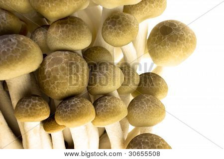 Brun bøg champignon