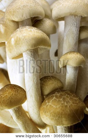 Brun bøg champignon