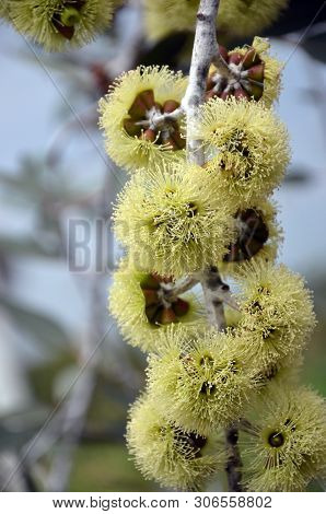 Yellow Flowers And Buds Of The Rare Desmond Mallee, Eucalyptus Desmondensis, Family Myrtaceae. Endem