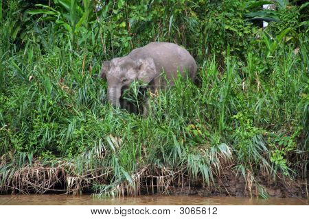 Baby Borneo Pygmy Elephant