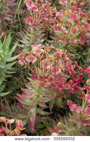 Flora Of Mount Etna Volcano, Pink Blossom Euphorbia Rigida, Gopher Spurge, Upright Myrtle Spurge Flo