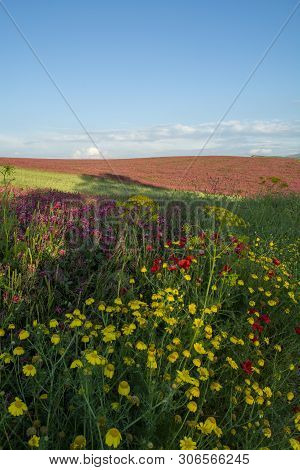 Flora Of Sicily, Colorful Flossom Of Wild Flowers, Peas And French Honeysuckle, Pink Sulla Flowers O