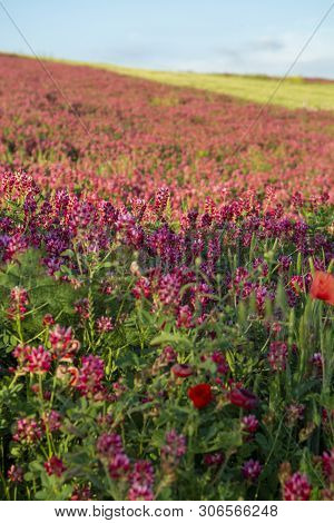 Flora Of Sicily, Colorful Flossom Of Wild Flowers, Peas And French Honeysuckle, Pink Sulla Flowers O