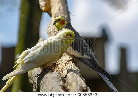 Cockateil, Quarrion Or Weero Parrots On Thee, Living In Australia Close Up