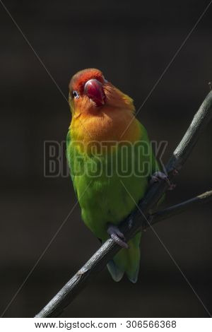 Colorful Fichers Lovebird From Tanzania, Africa Close Up