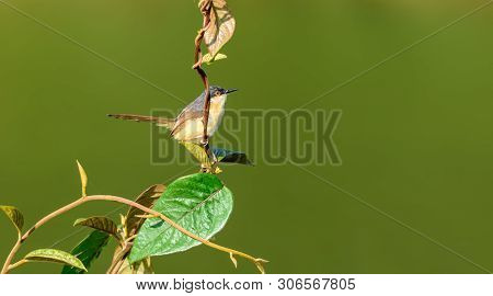 Small Bird , Ashy Prinia, Prinia Socialis, Perched On A Small Branch, Copy Space