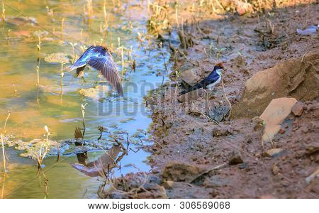 Small Bird, Wire-tailed Swallow, Hirundo Smithii, Perched, Copy Space