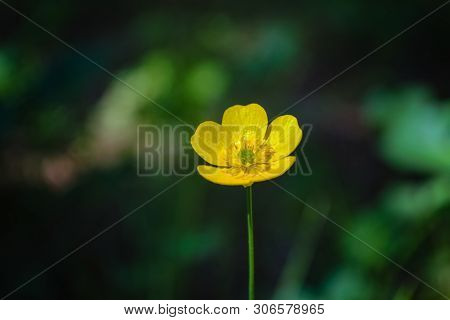 Yellow Flowers Close Up In Summer. Ranunculus Acris.