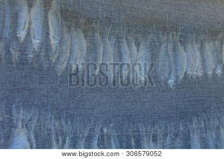 Dried Roach Hangs And Dries Under Gauze View Of A Bottom-up