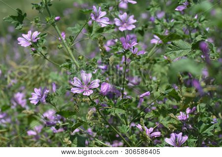 Mallow Plant, Malva Sylvestris  - Blue Common Mallow. Uncultivated And Healthy Plant, Herbal Medicin
