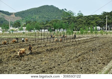 North Korea - May 4, 2019: Peasant Men Plowing A  Field With Oxen.