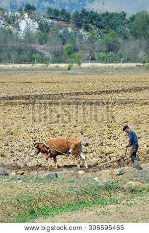 North Korea, Pyongyang - May 3, 2019: Countryside Landscape, Dprk. Peasants  Plowing A Field With Ox