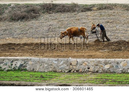 North Korea, Pyongyang - April 30, 2019: Countryside, Dprk. Peasants  Plowing A Field With Ox