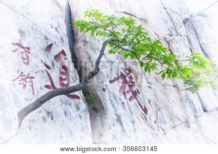 A Solitary Tree Growing Out Of A Cliff In The Mount Song Scenic Area In Henan Province China.  The T