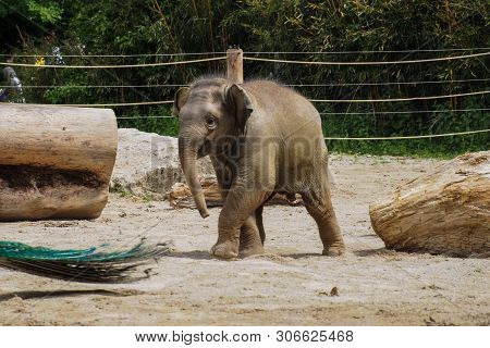 The Asian Elephant, Elephas Maximus Also Called Asiatic Elephant, Is The Only Living Species Of The 