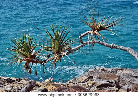 Tropical Plant Pandanus Tectorius At Noosa National Park