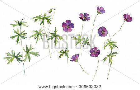Set Of Wood Cranes -bill , Forest Geranium
