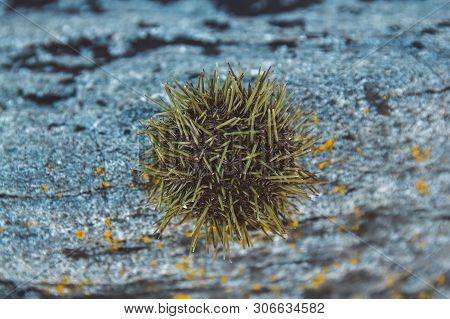 The Sea Urchin Is On The Stone. Close Up Of Sea Urchin Spines With Sea In The Background