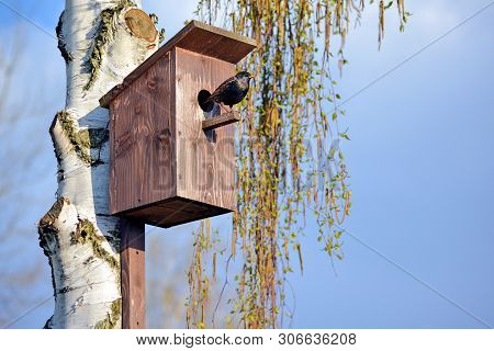 Starling On The Porch Of A Birdhouse On A Birch
